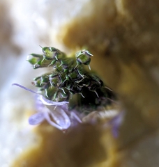 Mentha cervina