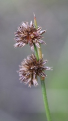 Juncus ensifolius