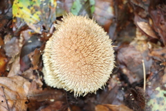 Lycoperdon echinatum