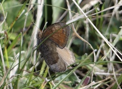 Erebia