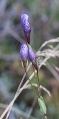 Gentiana sceptrum