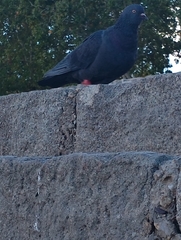 Columba livia domestica