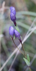 Gentiana sceptrum