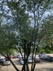 Crataegus crus-galli