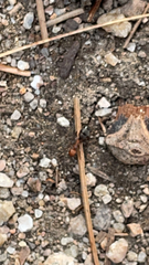Formica integra