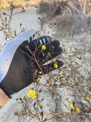 Deinandra paniculata