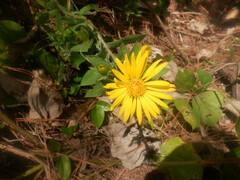 Heterotheca camporum