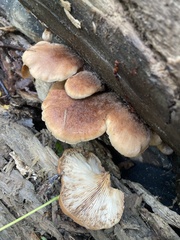 Lentinellus