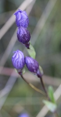 Gentiana sceptrum