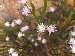Agathosma capensis