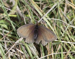 Erebia