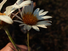 Berkheya subulata