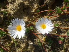 Lampranthus reptans