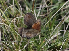 Erebia