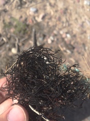 Furcellaria lumbricalis