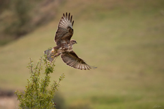 Buteo buteo
