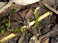Oligolophus
