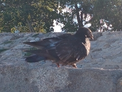 Columba livia domestica
