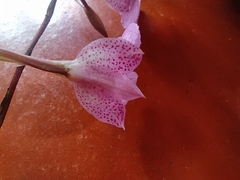 Comparettia macroplectron