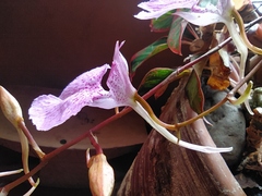 Comparettia macroplectron