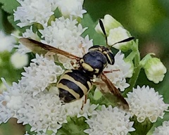 Hoplitimyia constans
