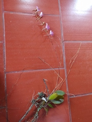 Comparettia macroplectron