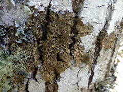 Melanelixia subaurifera