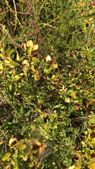 Hypericum hypericoides