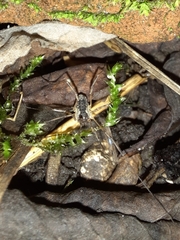 Oligolophus