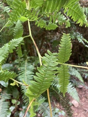 Pteridium aquilinum pubescens