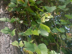 Pueraria montana