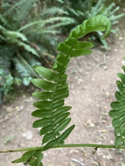 Pteridium aquilinum pubescens
