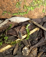 Oligolophus