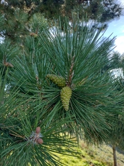 Pinus nigra