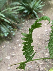 Pteridium aquilinum pubescens