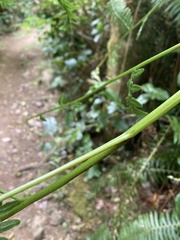 Pteridium aquilinum pubescens