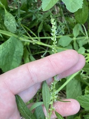 Amaranthus