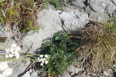 Seseli montanum
