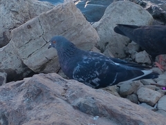 Columba livia domestica