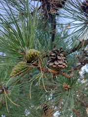 Pinus nigra