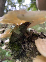 Laetiporus sulphureus