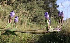 Gentiana sceptrum