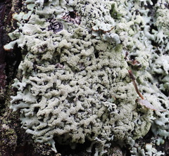 Hypogymnia farinacea