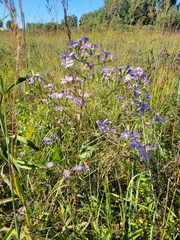 Symphyotrichum oolentangiense
