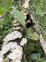 Laetiporus sulphureus