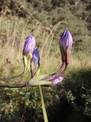 Gentiana sceptrum