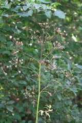 Pastinaca sativa