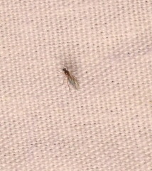 Lonchoptera bifurcata