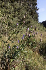 Gentiana sceptrum