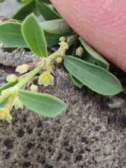 Phyllanthus polygonoides